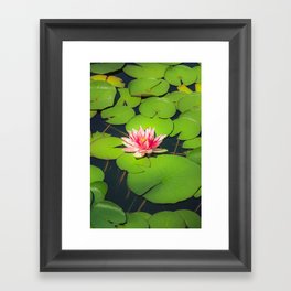 Waterlily In Pond - Beautiful Lotus Flower Framed Art Print