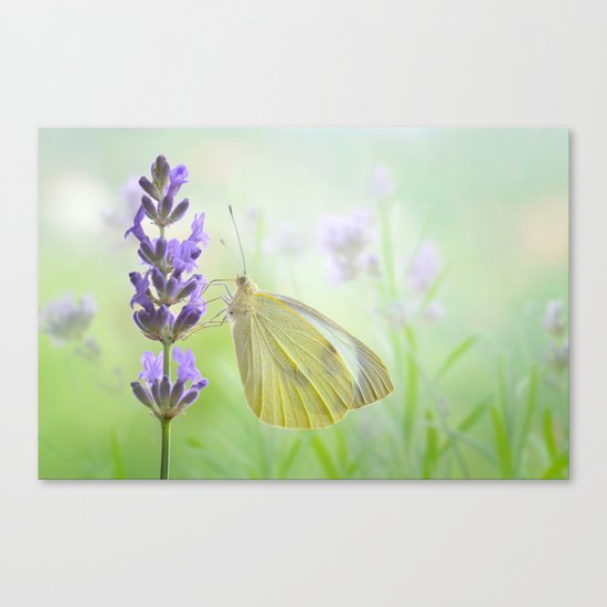 Butterfly 47 Canvas Print