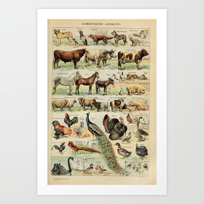 Adolphe Millot - Nouveau Larousse Illustré - Animaux Domestiques ...