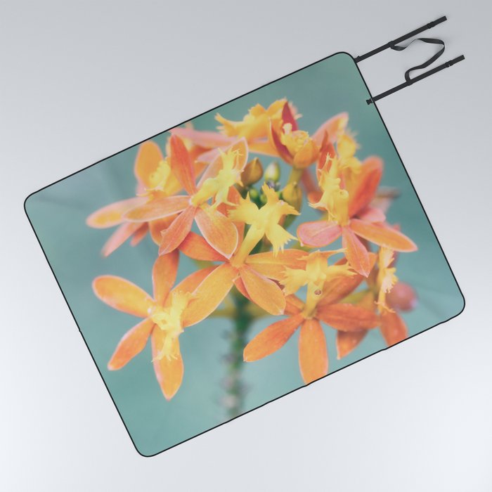 Pastel Tint Of Orchid Epidendrum Radicans Close Up Photography Picnic Blanket