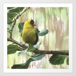 Goldfinch Art Print