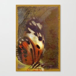 Butterfly  Canvas Print