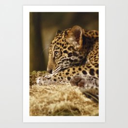 Cute and Sleepy Jaguar Cub Art Print