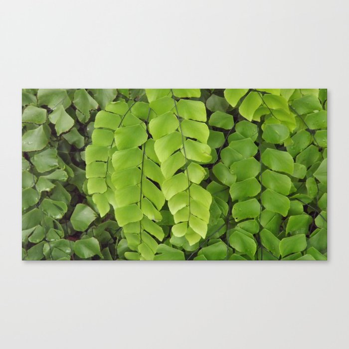 green fern Canvas Print