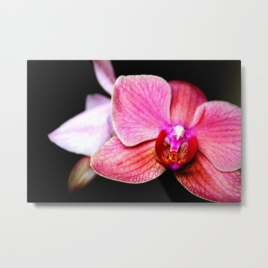 Orchid 3 Metal Print