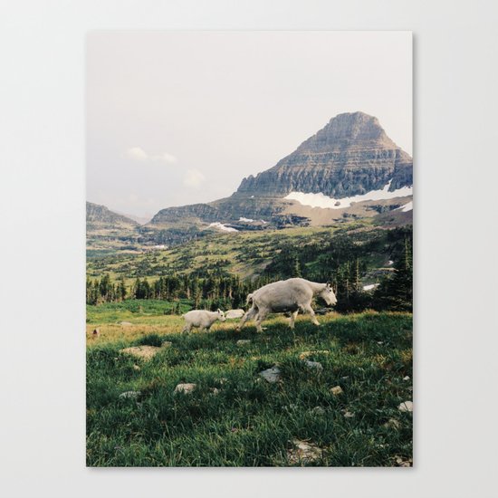 Montana Mountain Goat Family Canvas Print