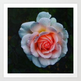 Favorite Rose -Queen Mary's Rose Garden Art Print | Hathaway, Favorite, Bloom, Oliviahathaway, Digital, Digital Manipulation, Rose, Color, Queen, Mary 