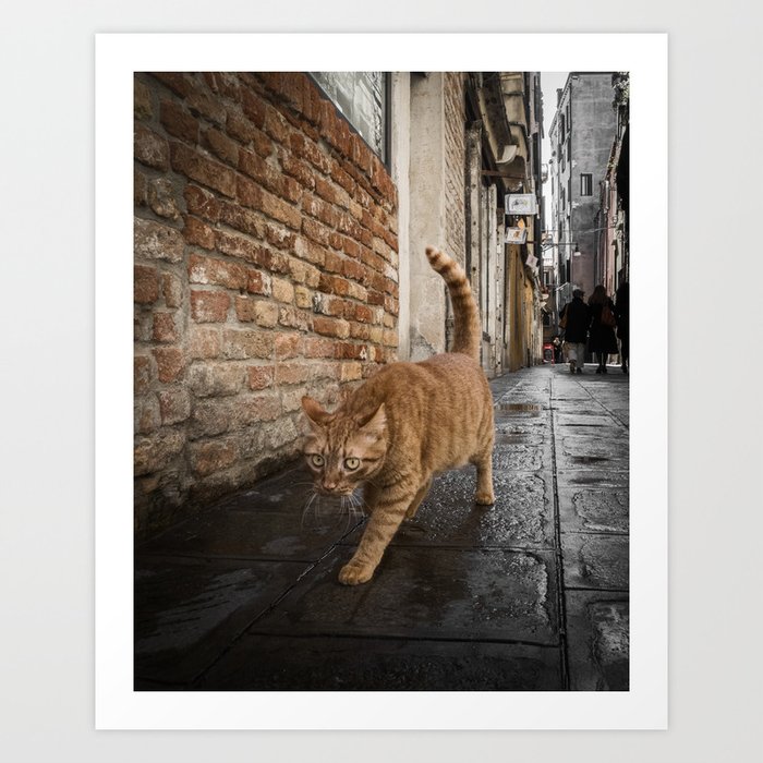 Street Cat Art Print