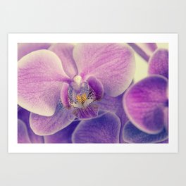 Orchid - lilac colored Art Print