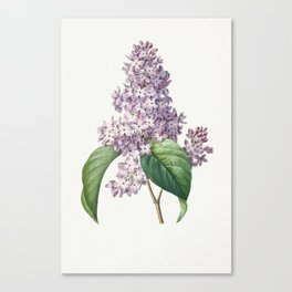 Lilac by Pierre-Joseph Redouté Canvas Print