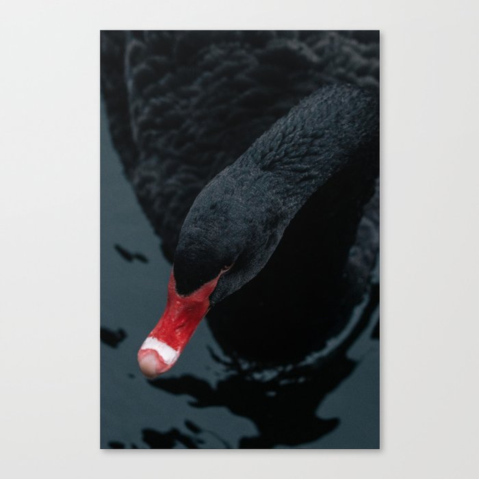Portrait of black swan. Canvas Print