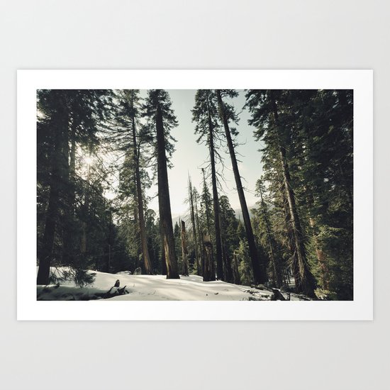 Winter Sequoia Forest Art Print