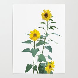 Native Southwest Sunflowers Poster