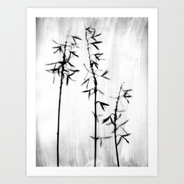 Three Hosta - Black and White Vintage Style Botanical Photograph Art Print