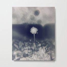 Film Negative Metal Print | 35Mm, Film Negative, Flower, Interesting, Bokeh, Kodak, Film, Black And White, Pretty, Blue 