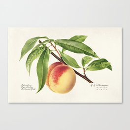 Peach Twig, Prunus Persica Canvas Print