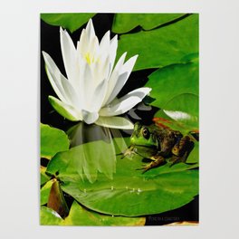 Frog with white waterlily reflection Poster