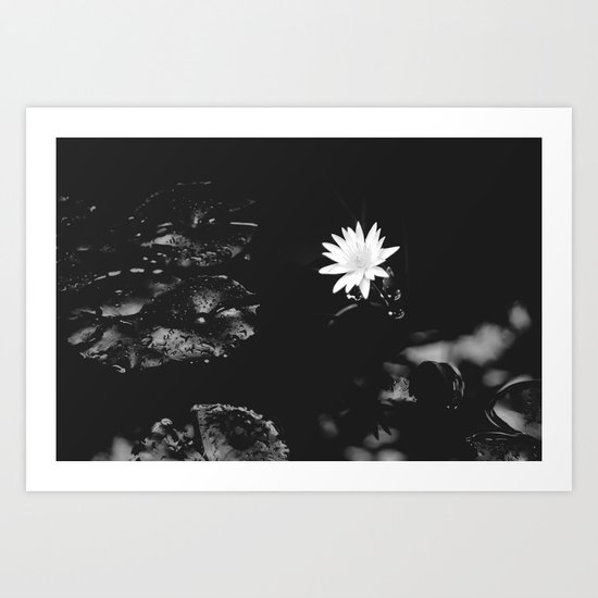 water lily Art Print