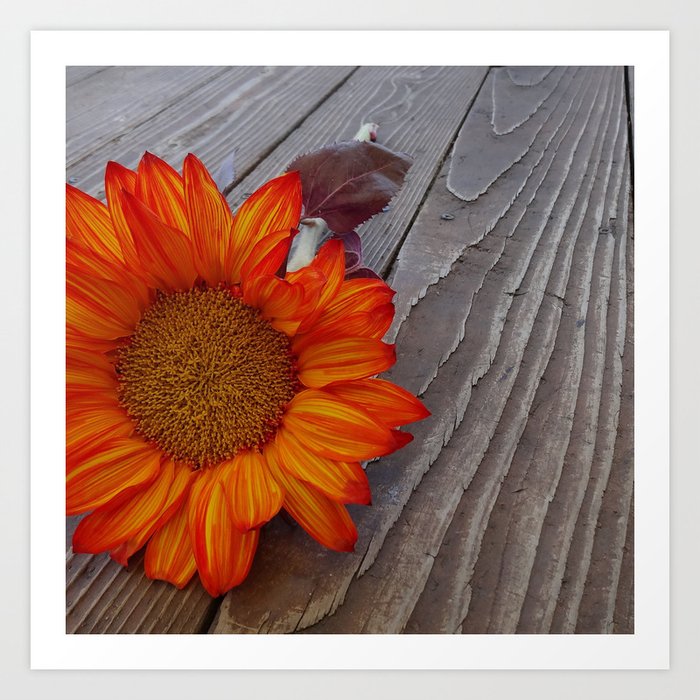Autumn Photography - Orange Flower Art Print