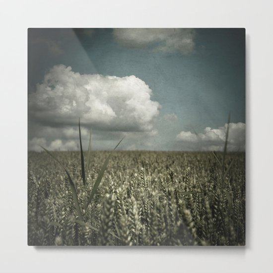 wheat field in summer Metal Print