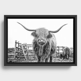 Highland Cow in a Fence Black and White Framed Canvas