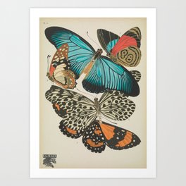 E.A.Séguy - Papillons / Butterflies (1925) Plate 11 Art Print | Antique, Vintage, Art, Zoology, Diagram, Scientific, Science, Papillons, Butterfly, Painting 