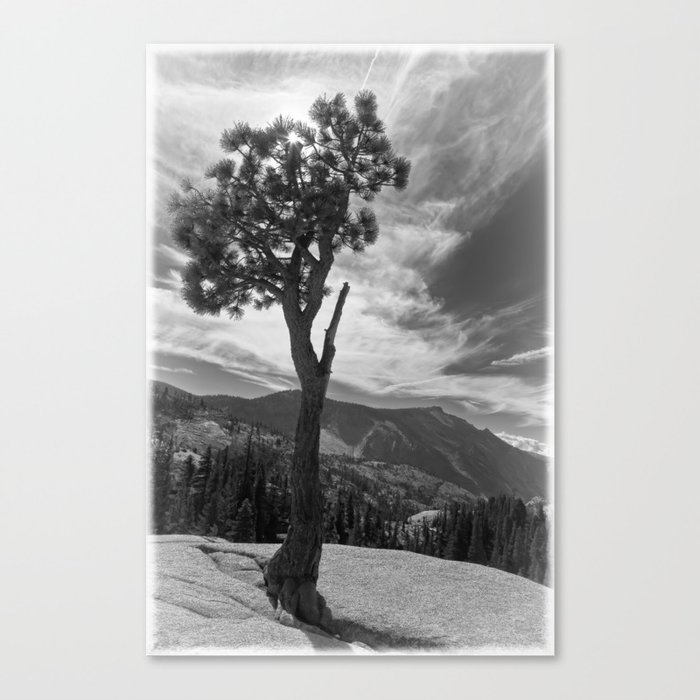 Lone Pine Canvas Print