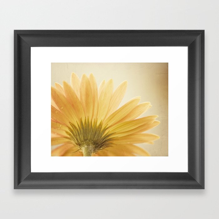 Gold Yellow Flower Photography Golden Daisy Floral Photo Nature Botanical Macro Picture Framed Art Print By Carolyncochrane