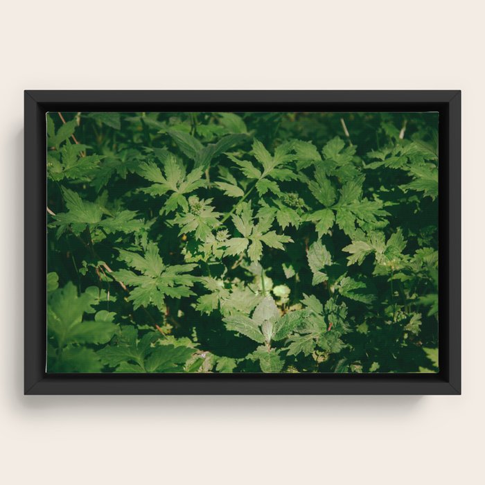 Framed Canvas