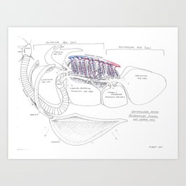 Avian Respiratory System, lateral view Art Print