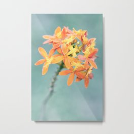 Pastel Tint Of Orchid Epidendrum Radicans Close Up Photography Metal Print | Nature, Bloom, Closeup, Soft, Orchid, Indonesia, Radicans, Photo, Botanical, Floral 