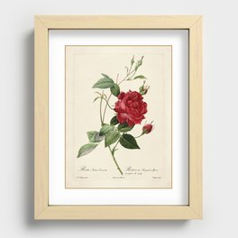 rose  Recessed Framed Print