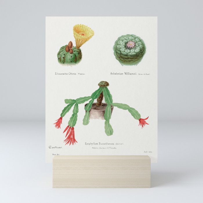Peyote, Indian Head, and Christmas Cactus Mini Art Print