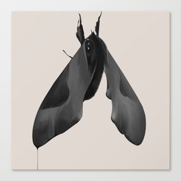 Moth Painting Canvas Print