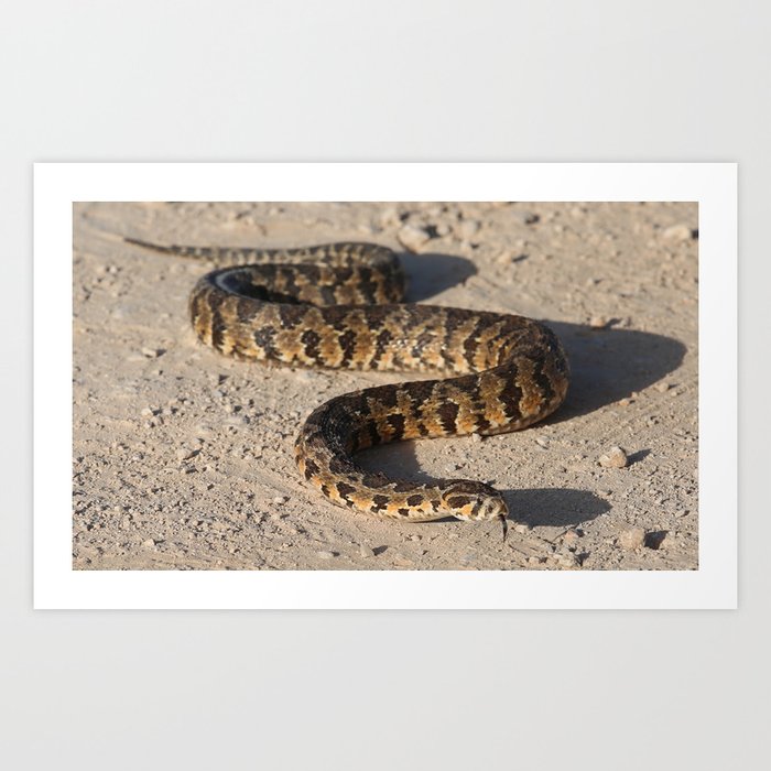 Vipera palaestinae Art Print