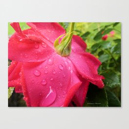 A Rose Dancing in the Rain Canvas Print