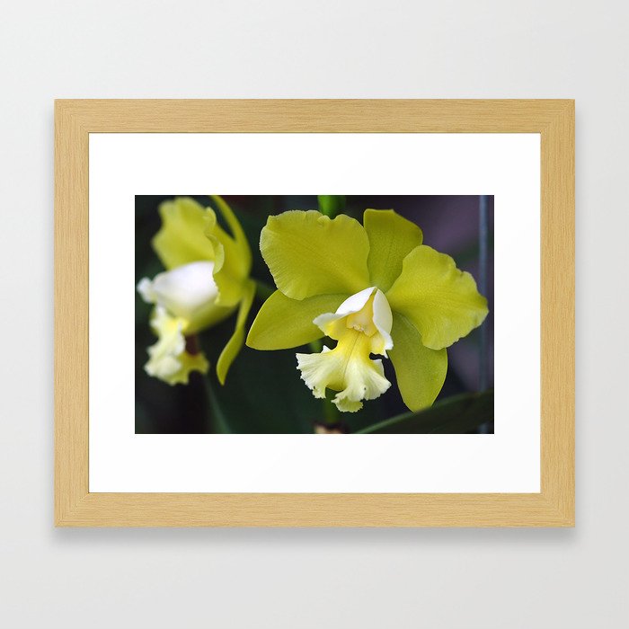 Cattleya Orchid Framed Art Print