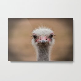 Common Ostrich portrait Metal Print