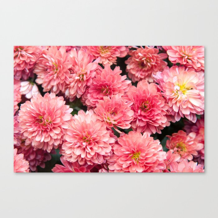 Autumn Kiss Chrysanthemums #1 #floral #art #Society6 Canvas Print