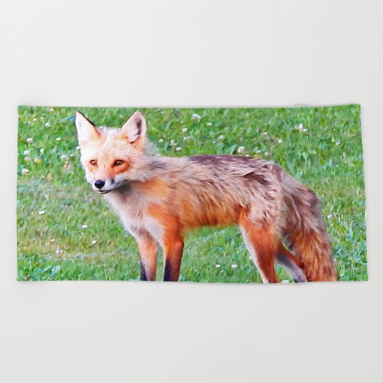 Red Fox in a Yard Beach Towel