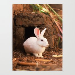 Cute white rabbit. Poster