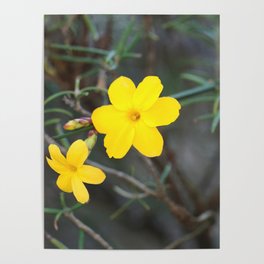 So Cute Yellow Blossom Poster