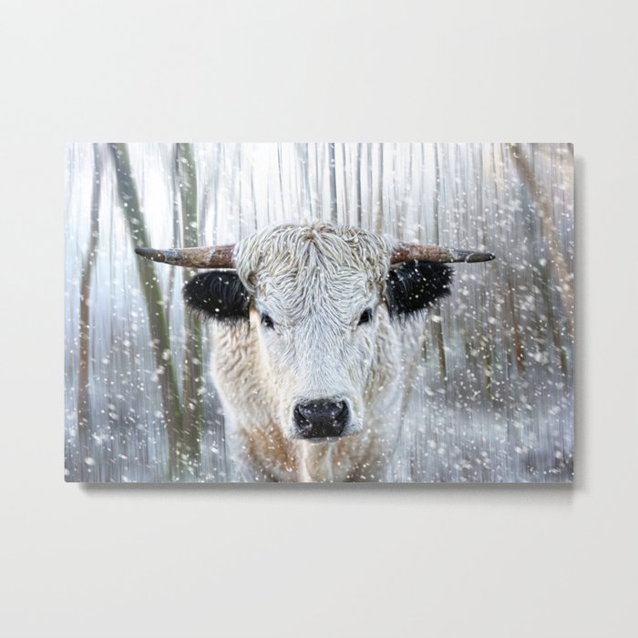 WhitePark Cow Metal Print