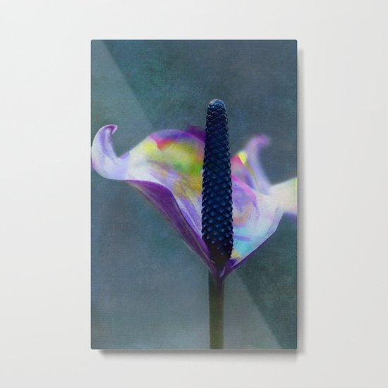 Calla Magica Metal Print