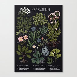 Herbarium ~ vintage inspired botanical art print ~ black Canvas Print