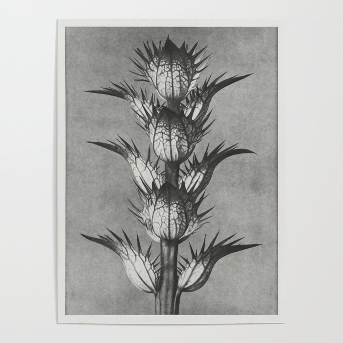 Acanthus mollis (bears breeches) enlarged 4 times from Urformen der