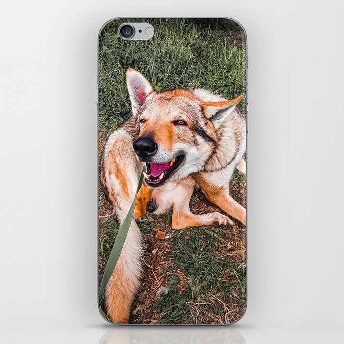 Argo The Czechoslovakian Wolfdog iPhone Skin