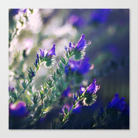 A Moment of Light Canvas Print