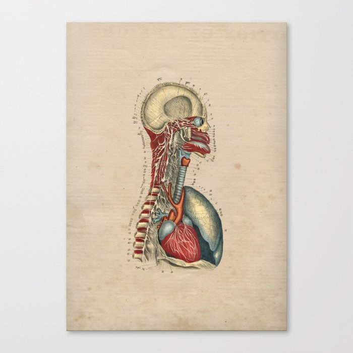 Human Heart Nerves Anatomy 1841 Print Canvas Print