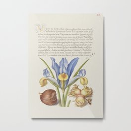 Spanish Chestnut, English Iris, and Filbert from The Model Book of Calligraphy (Bocksay & Hoefnagel) Metal Print | Botanical, Floral, Vintage, Art, Painting, Antique, Design, Flower, Decorative, Plant 